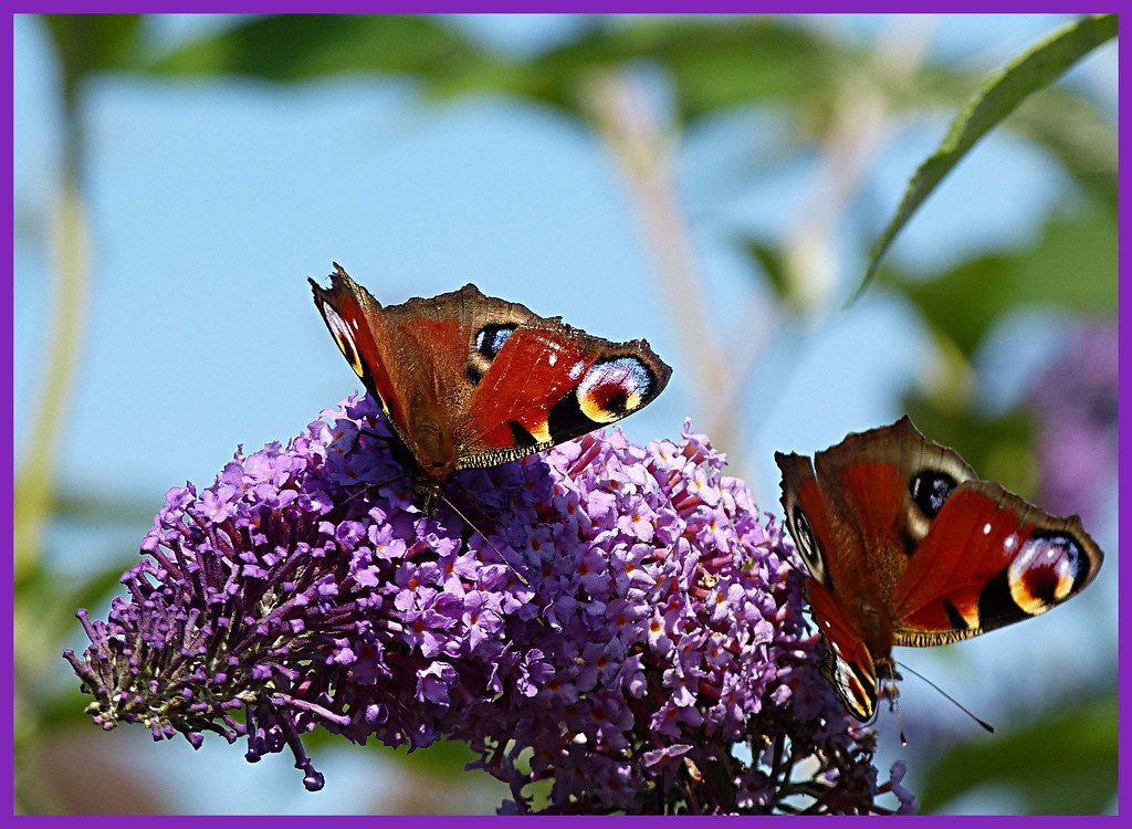 Peacock butterflies on buddleia