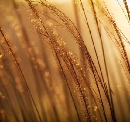 selective focus photography of brown grass at daytime